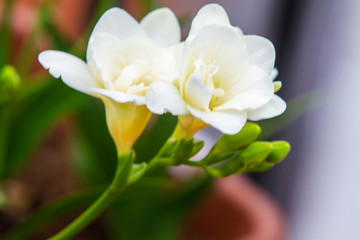 Freesia flowering plants in spring natural light
