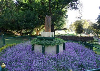 Flowers in the garden 