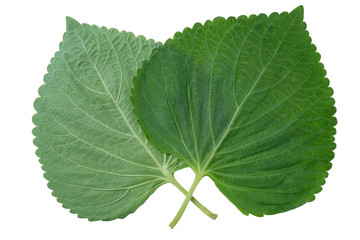 Sesame Leaf Isolated on White Background,Korean Green Shiso Perilla Leaf on White With clipping path.