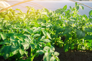 Growing young potatoes under agrofibre in small greenhouses. Farming and agriculture. Plantations. Spunbond to protect against frost and keep humidity of vegetables. Close-up