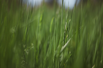 Fototapeta na wymiar close up photo of green grass with smooth out of focus area