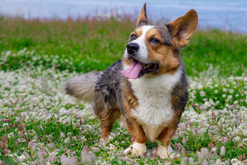 Dog breed Welsh Corgi cardigan sitting. Beautiful portrait.
