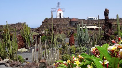 Jardin de Cactus à Lanzarote - Les Canaries - 341270915
