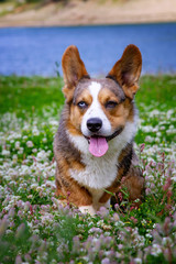 Dog breed Welsh Corgi cardigan sitting. Beautiful portrait.