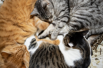 仲良く眠る三匹の猫
