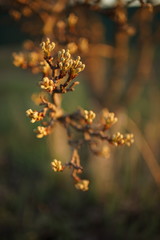 Pear tree branch closeup at sunset. Nature in spring.