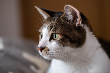 可愛いネコちゃん