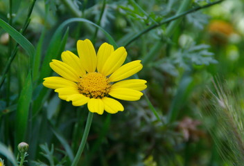 yellow dandelions in the grass