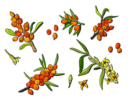 Set of berries with sea buckthorn flowers. Cartoon style. White background, isolate. Stock illustration.