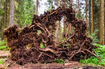 étang de la gruère, la gruère, moorsee, jura, moor, hochmoor, wald, Baumsterben, Waldsterben, Baumwurzel, Sturmschäden, Baumstamm, Waldweg, Wanderweg, torfmoos, Frühling, Schweiz