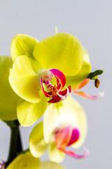 Orchid flowers in natural light