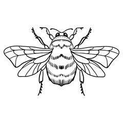 Cute cartoon bee, funny bee flying, vector illustration, coloring book page for children.