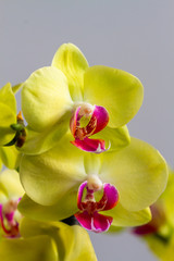 Fototapeta na wymiar Orchid flowers in natural light