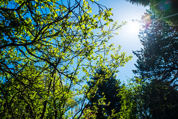 Fototapeta na wymiar green leaves shining in the sun on blue sky background