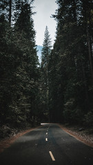 Forests of Yosemite National Park