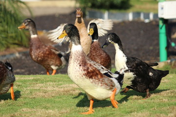 indian ducks
