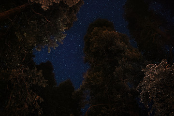 Tree tops at night