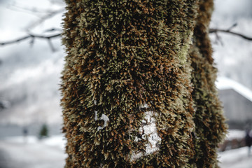 moss on tree during winter