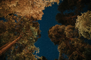 Fototapeta na wymiar Tree tops at night