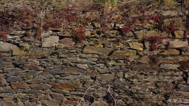 Moseltal bei Valwig, Weinberge, Wald, Brachen, Beobachtungsgebiet Apolloweg