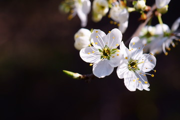 cherry tree blossom