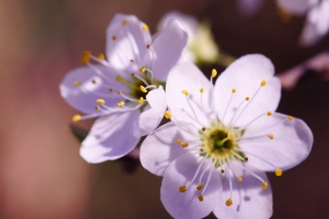 cherry blossom in spring