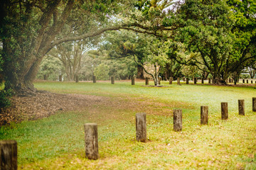 outdoor photo of a tree in a park, forest
