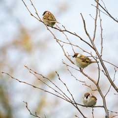 Three sparrows on a branch