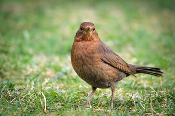 female blackbird in the garden