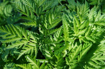 close-up of green flowers.
