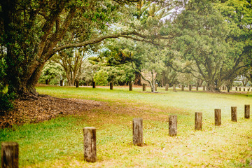 outdoor photo of a tree in a park, forest