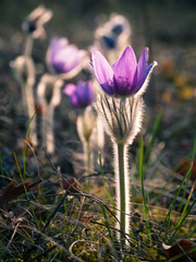 Pasqueflowers in a morning meadow