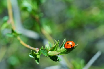 Obraz na płótnie Canvas ladybug on a leaf