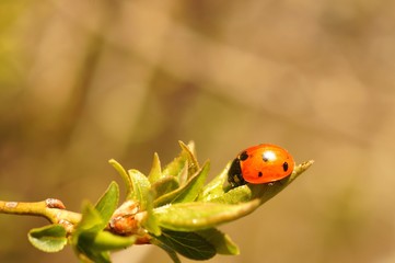 ladybird on a leaf