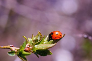 ladybird on a flower