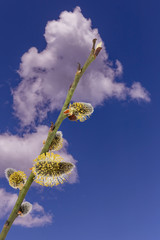 Fototapeta premium Flowering willow branch against the blue sky on a sunny spring day