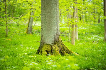 Fototapeta premium Spring and nature background concept, tree trunk and green grass in close-up with blurred forest and sunlight.