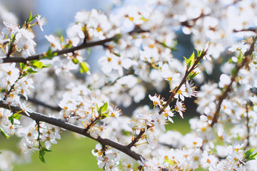 cherry blossoms