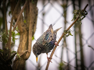 Starling on a branch
