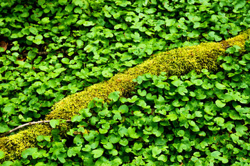 Portulaca oleracea or portulac in bulk as herb salad in the kitchen wild herbs