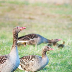 couple of grey goose on a meadow