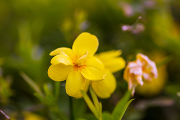 Fototapeta na wymiar yellow spring flowers against a blurred background. Spring blooming tree