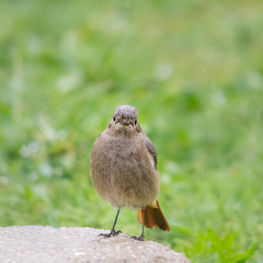Female redstart on a stone in the meadow