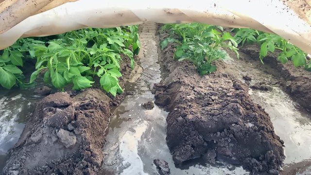 Water flows through irrigation canals of a potato plantation under agrofibre spunbond. Watering crop under a protective fiber from sudden changes in temperature and unstable weather in early spring.