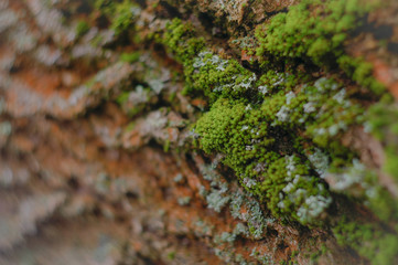 early spring texture in the park