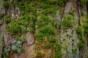 early spring texture in the park