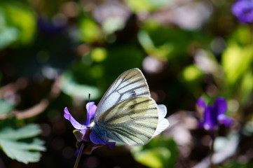 butterfly on a flower