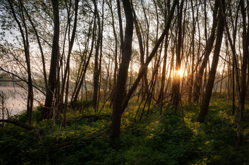 Obraz premium woodland on a lake in Burgenland