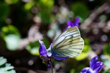 butterfly on flower