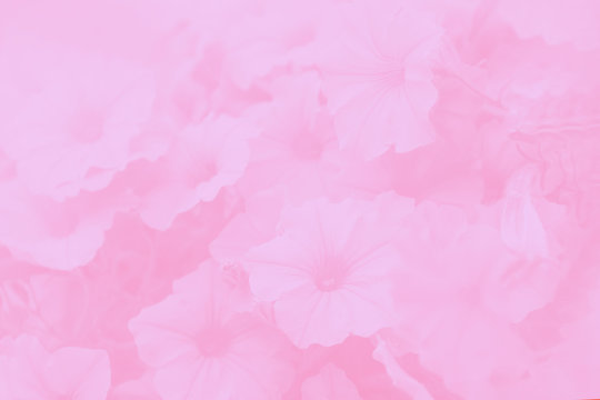 Pink watercolor gradient background, beautiful gloxinia flowers pattern
